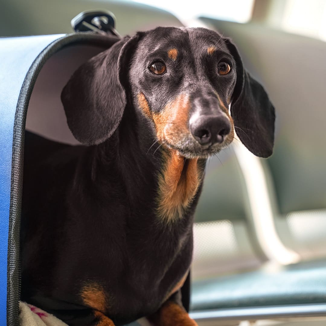Pet airport 2024 transportation